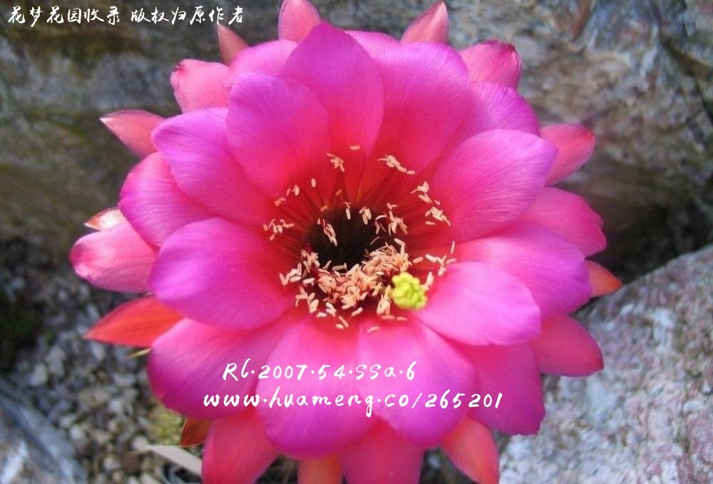 RL.2007.54.SSA.6 毛花柱Trichocereus - 花梦网花梦花园彩草毛花柱席克 