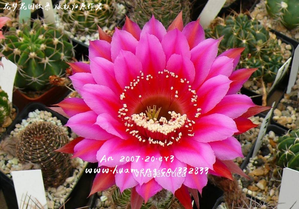 AN 2007.20.EV3 进口彩草Echinopsis - 花梦网花梦花园彩草毛花柱席克氏丽花令箭荷花黄金钮宝山沟宝山白檀