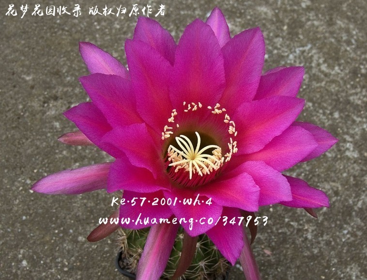 KE.57.2001.WH.4 进口彩草Echinopsis - 花梦网花梦花园彩草毛花柱席克 