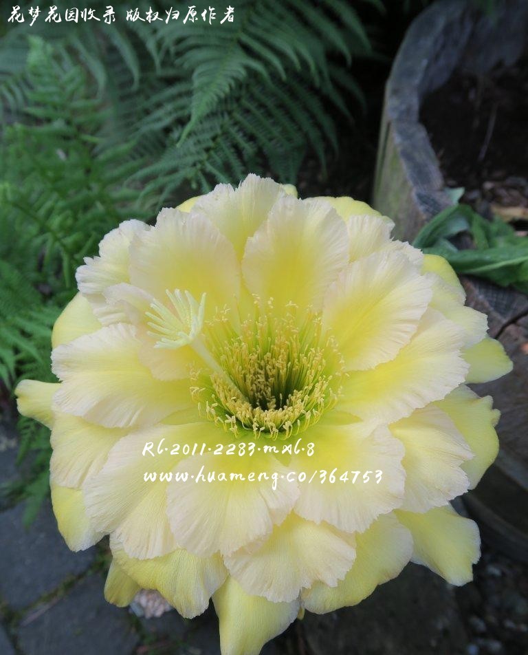 RL.2011.2283.MXL.8 毛花柱Trichocereus - 花梦网花梦花园彩草毛花柱席 