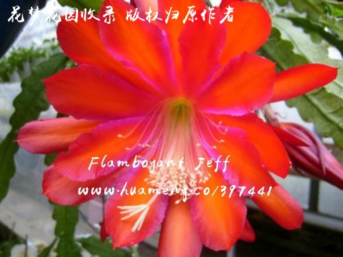 Flamboyant Jeff 令箭荷花Epiphyllum - 花梦网花梦花园彩草毛花柱席克 