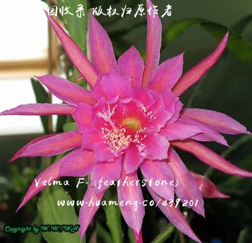 Velma F. (Featherstone) 令箭荷花Epiphyllum - 花梦网花梦花园彩草毛 