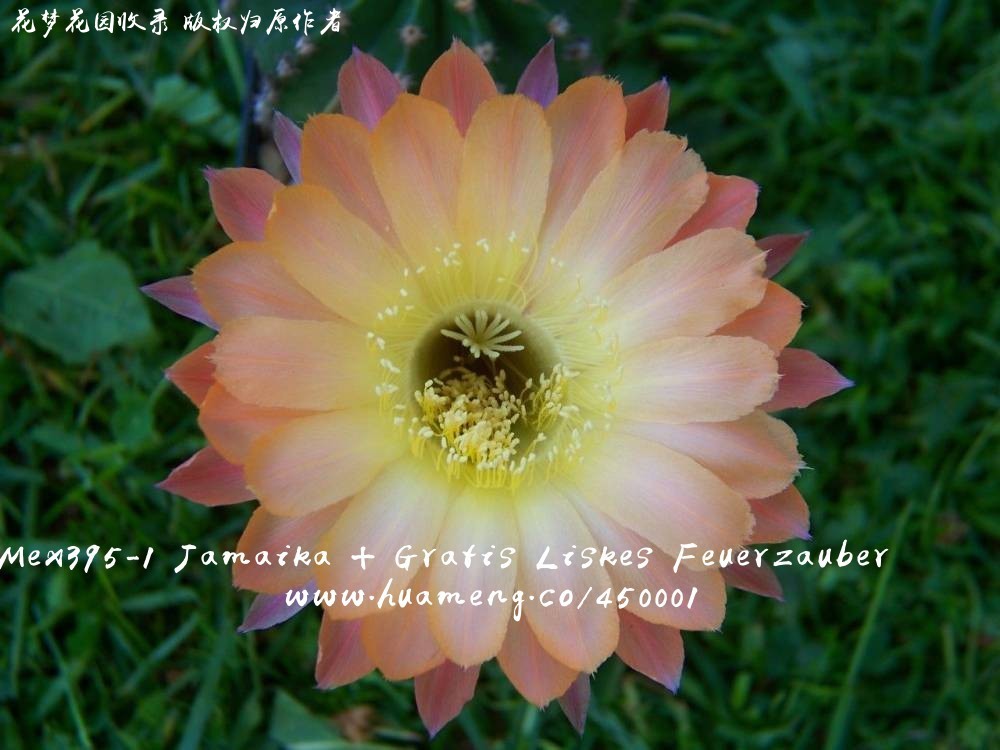 MEX395-1 Jamaika + gratis Liskes Feuerzauber 进口彩草Echinopsis