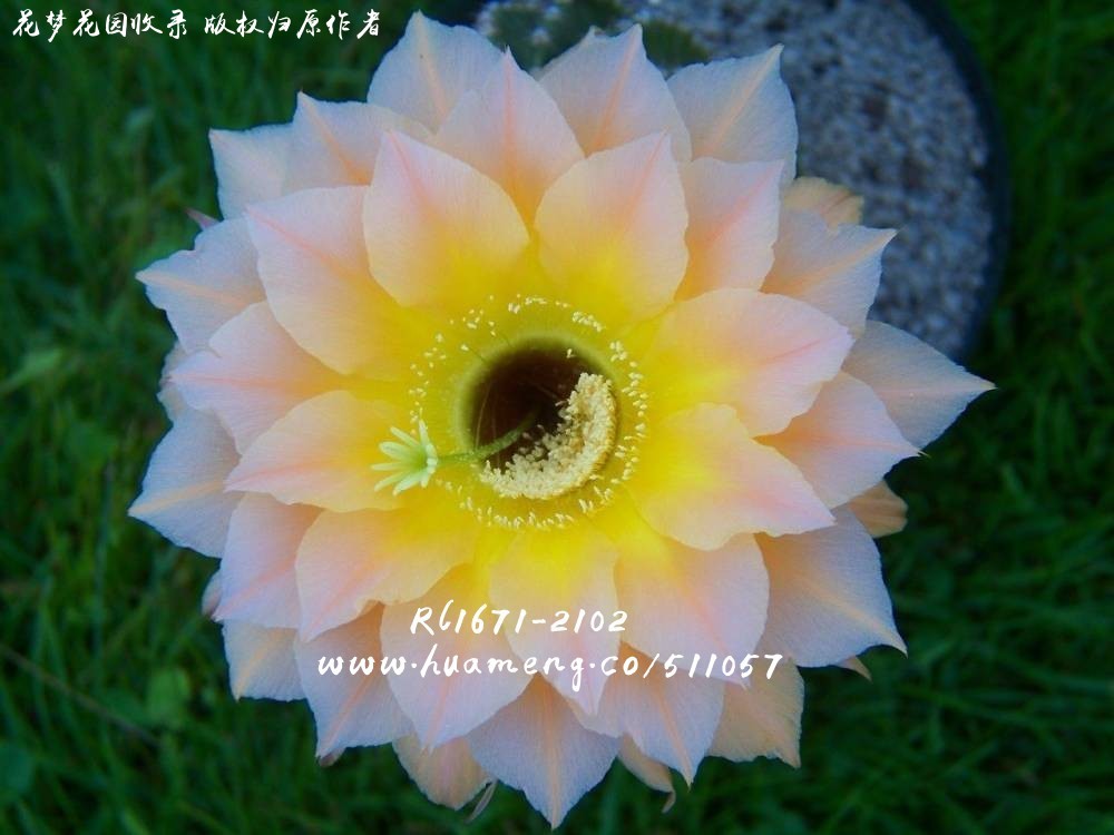RL1671-2102 进口彩草Echinopsis - 花梦网花梦花园彩草毛花柱席克氏丽 