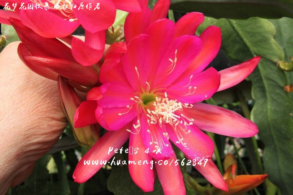 Pete´s 4 X 令箭荷花Epiphyllum - 花梦网花梦花园彩草毛花柱席克氏丽花 