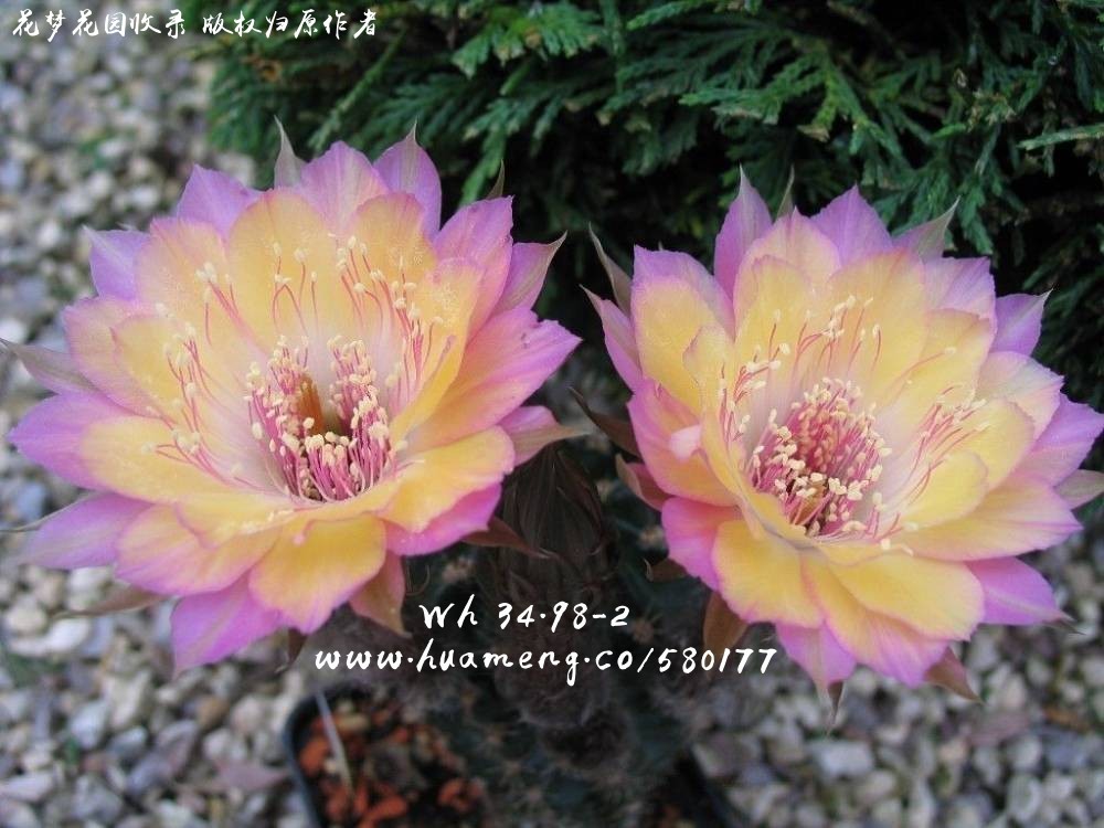 WH 34.98-2 丽花Lobivia - 花梦网花梦花园彩草毛花柱席克氏丽花令箭 