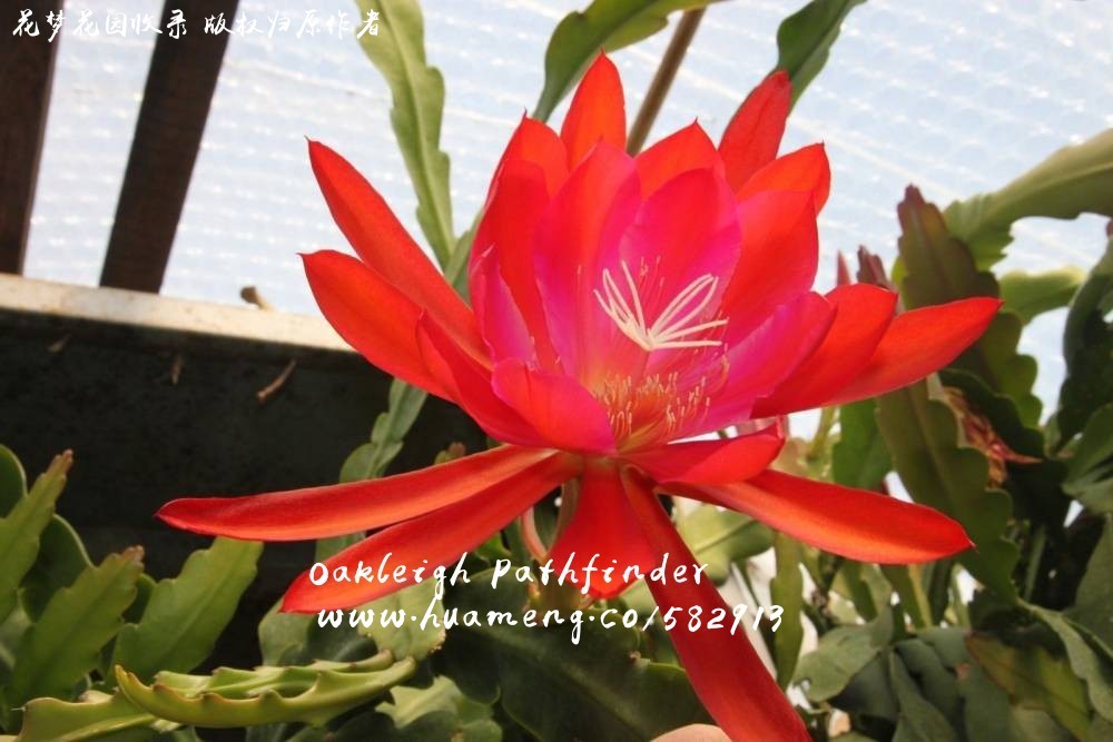 Oakleigh Pathfinder 令箭荷花Epiphyllum - 花梦网花梦花园彩草毛花柱 