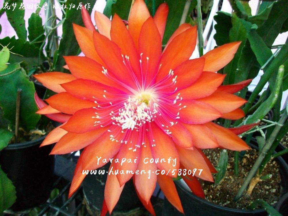 YAVAPAI COUNTY 令箭荷花Epiphyllum - 花梦网花梦花园彩草毛花柱席克氏 