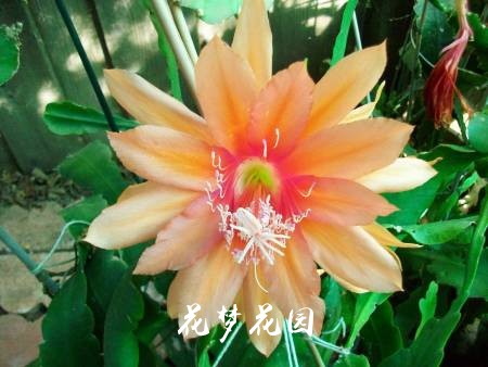 Orchid Cactus 'Over the Top' (Epiphyllum hybrid)