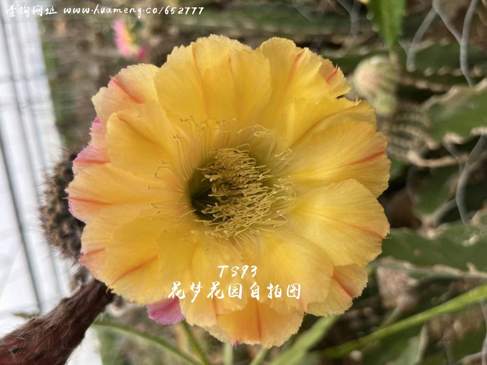 TS93 进口彩草Echinopsis - 花梦网花梦花园彩草毛花柱席克氏丽花令箭 