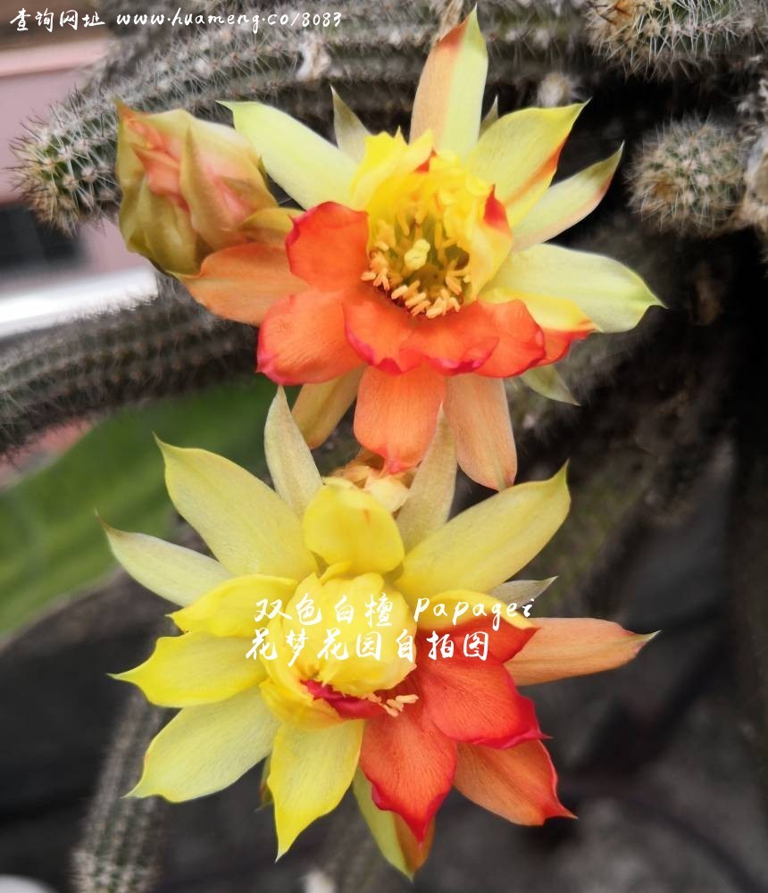 双色白檀PAPAGEI 白檀Chamaecereus - 花梦网花梦花园彩草毛花柱席克氏